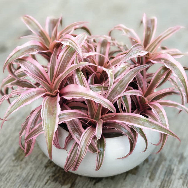 Cryptanthus Bivittatus ' Pink Starlite '