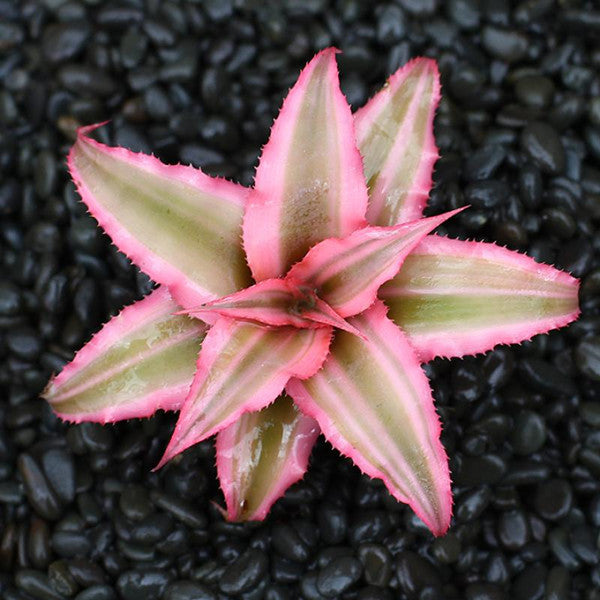 starlite succulent Cryptanthus Bivittatus ' Pink Starlite '