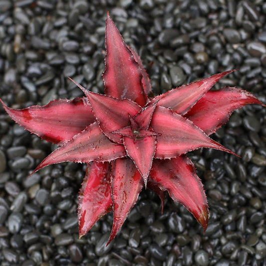 Bromeliad ( Cryptanthus bivittatus ' Red Ribbons ' )