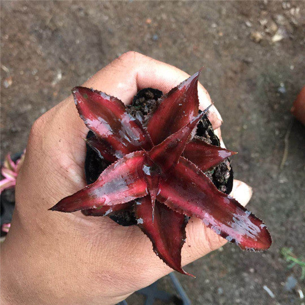 Bromeliad ( Cryptanthus bivittatus ' Red Ribbons ' )