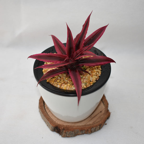Bromeliad ( Cryptanthus bivittatus ' Red Ribbons ' )