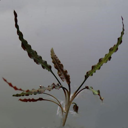 Cryptocoryne albida "Red"