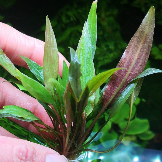 Cryptocoryne beckettii petchii