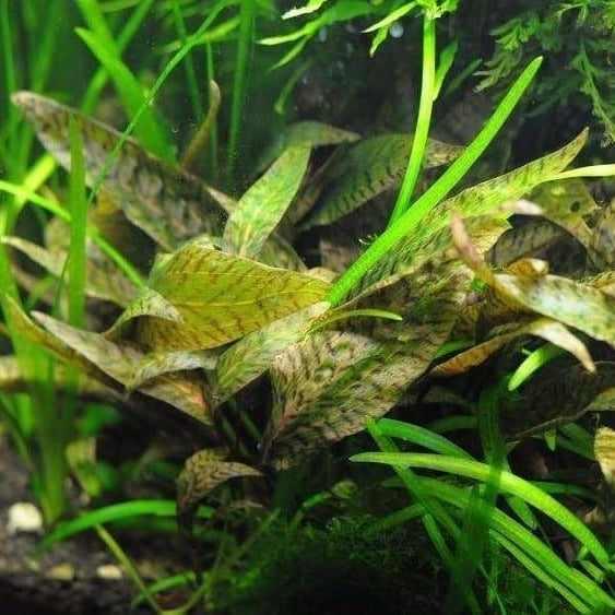 Cryptocoryne nurii 