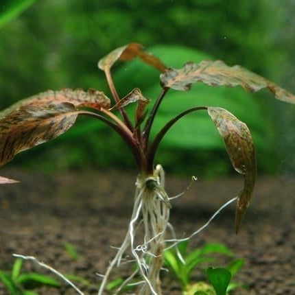 Cryptocoryne nurii 