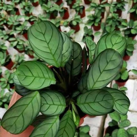 Ctenanthe ' Amagris '