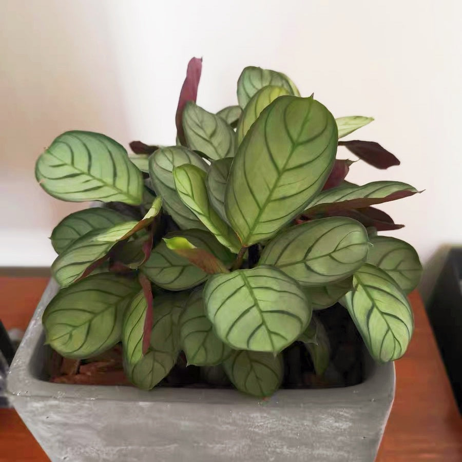 Ctenanthe ' Amagris '