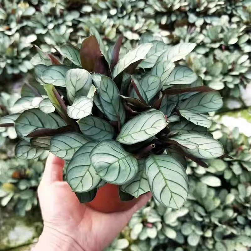 Ctenanthe ' Amagris '