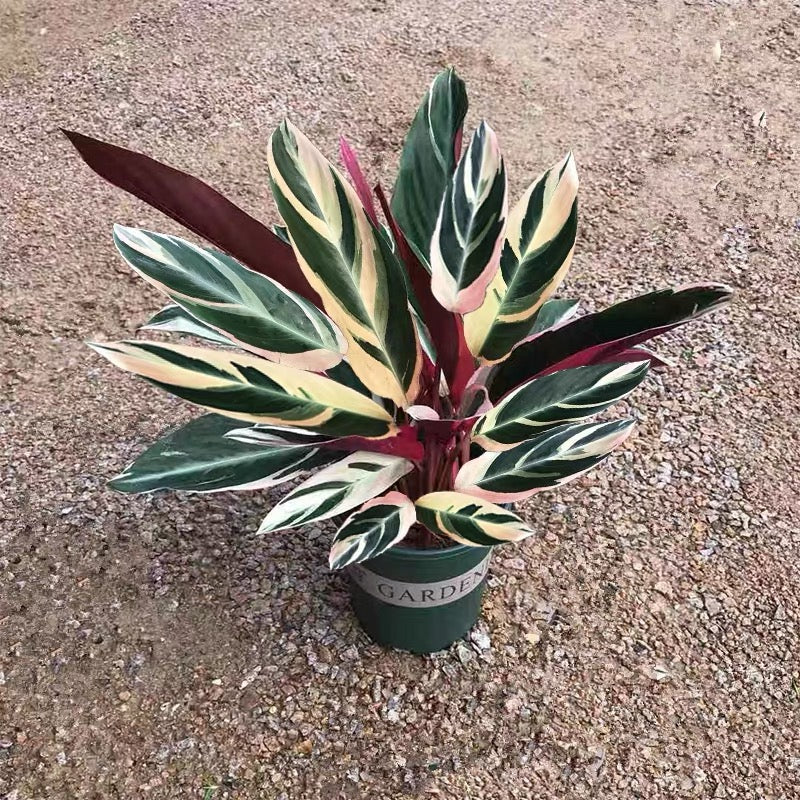 Calathea Triostar  (Ctenanthe oppenheimiana)