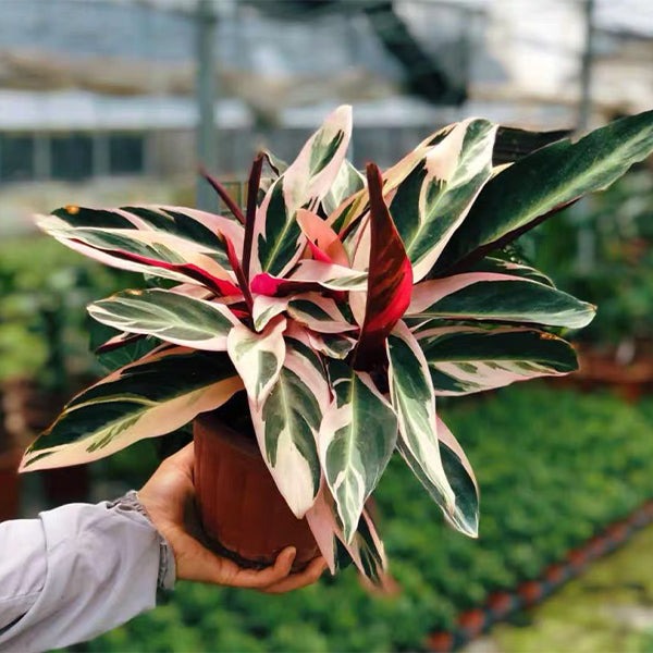 Calathea Triostar  (Ctenanthe oppenheimiana)