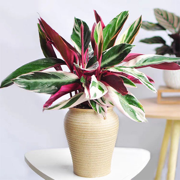 Calathea Triostar  (Ctenanthe oppenheimiana)