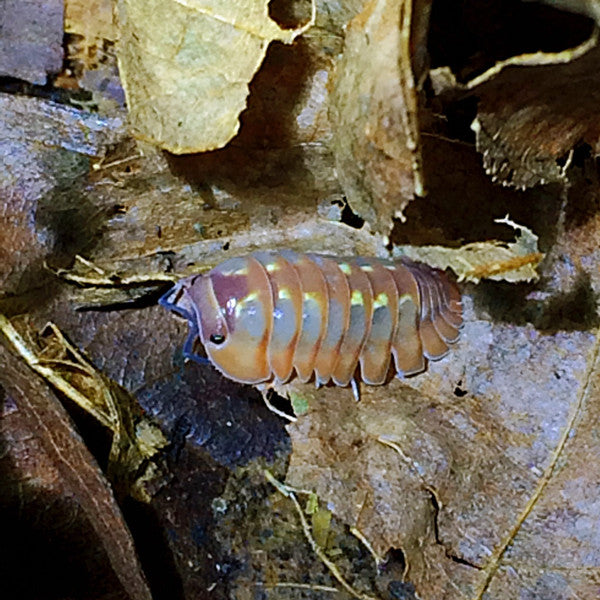 Shrubs Dream Isopods(Cubaris sp.)