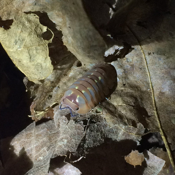 Shrubs Dream Isopods(Cubaris sp.)