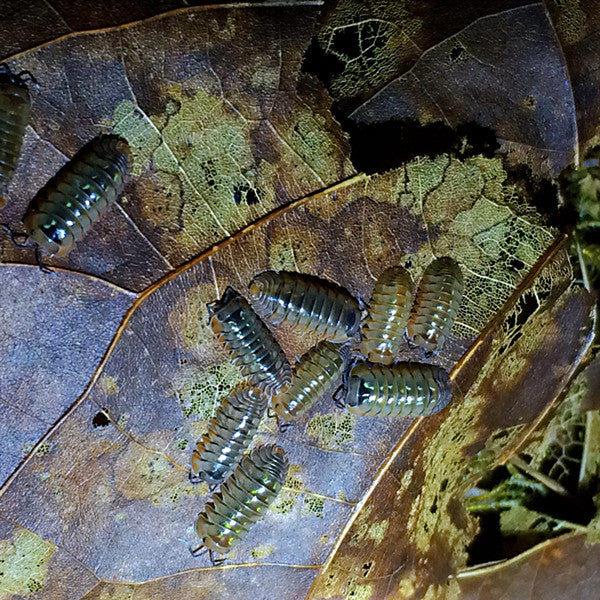 Shrubs Dream Isopods(Cubaris sp.)
