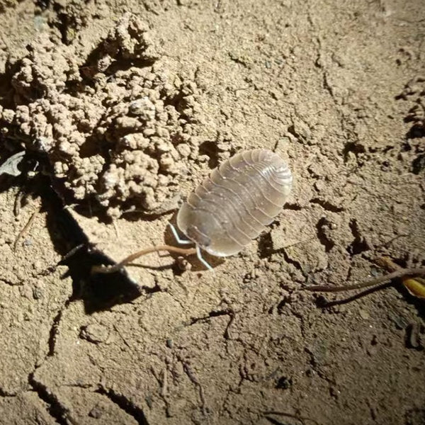 Cubaris sp. ‘Soil’ Isopods