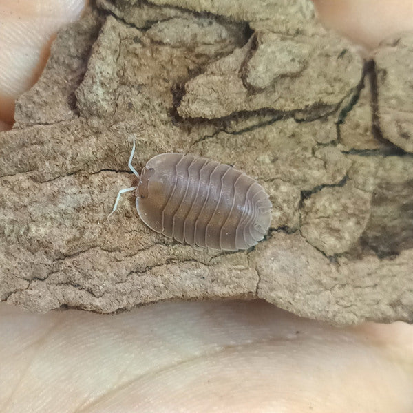 Cubaris sp. ‘Soil’ Isopods
