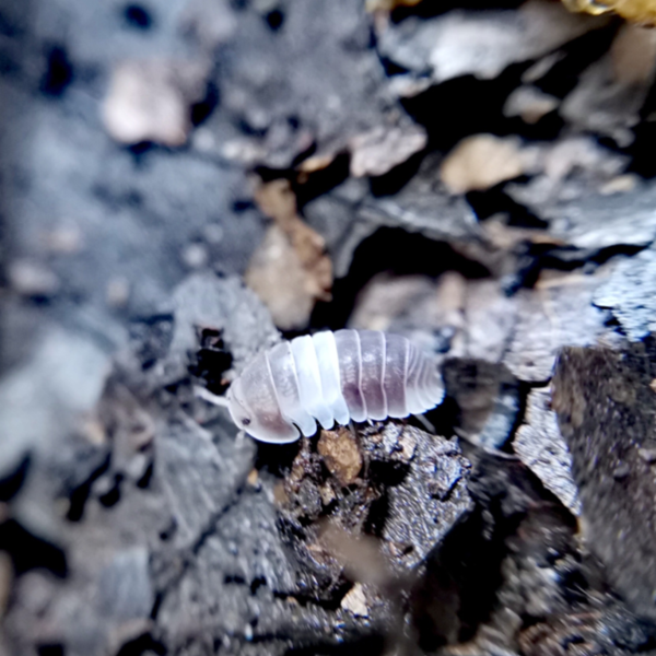 Cubaris sp. 'Panda king' Isopods