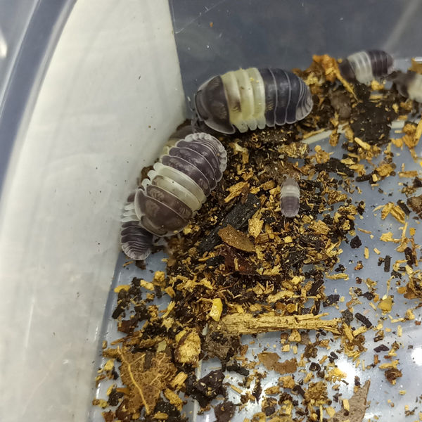 Cubaris sp. 'Panda king' Isopods
