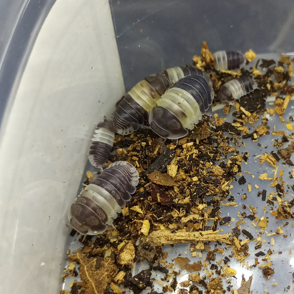 Cubaris sp. 'Panda king' Isopods