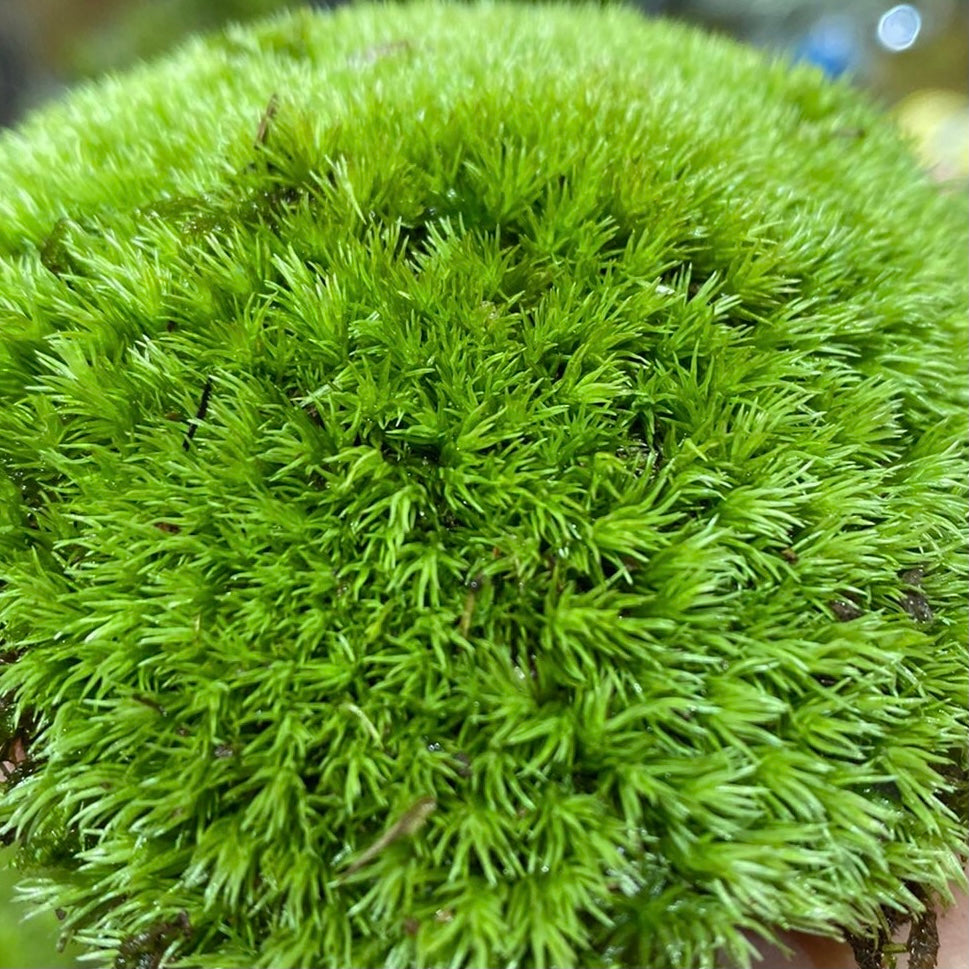 Cushion Moss (Leucobryum glaucum) - Large Fragments: Covers 50 sq ft – Moss  Acres