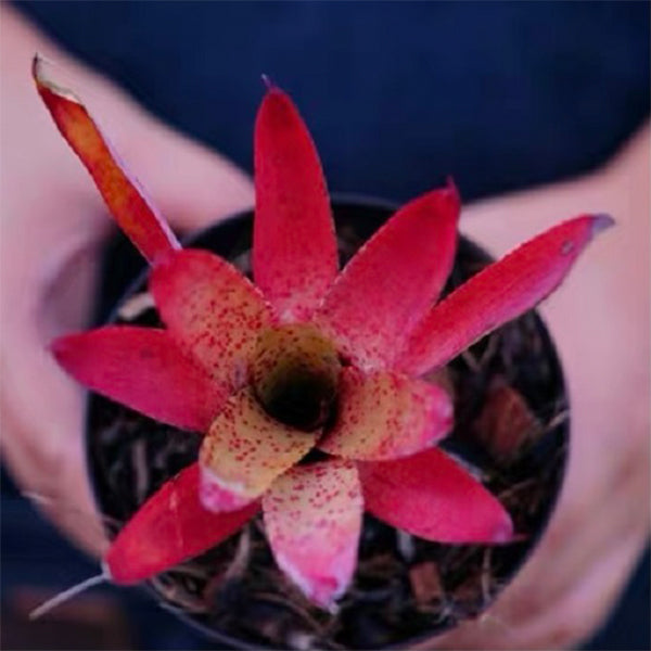 Cyanea (Bromeliad  Neoregelia)