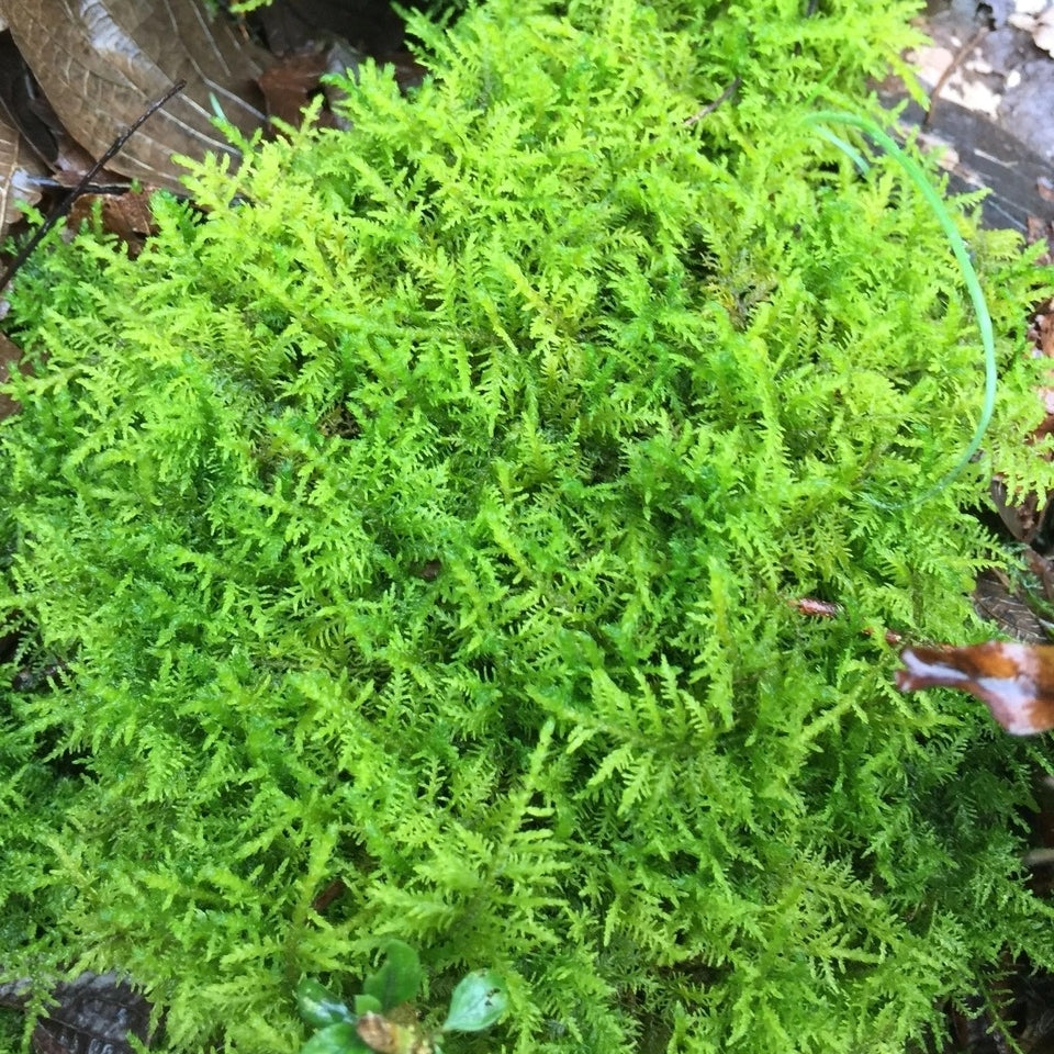 Cymbifolium Thuidium ( Thuidium cymbifolium )