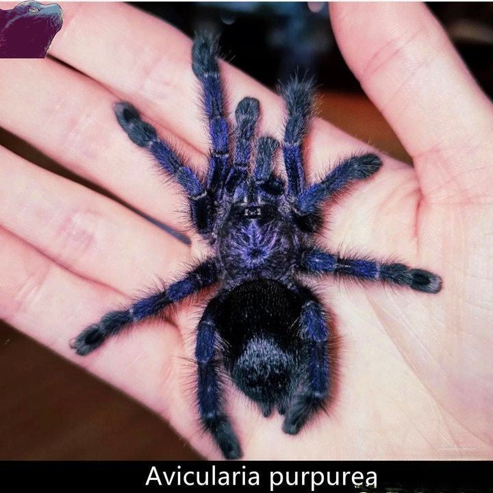 Purple Pinktoe Tarantula (Avicularia purpurea)