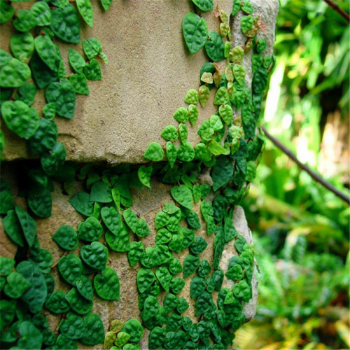 Climbing Vine 'Minima' (Marcgravia spp.)