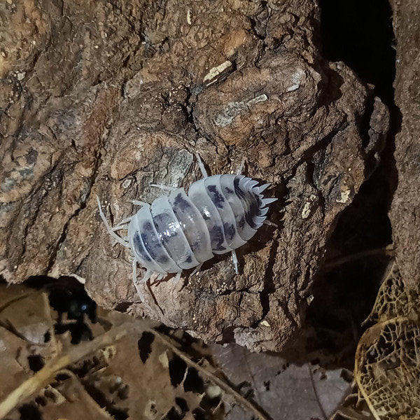 Dairy Cow Isopods (Porcellio laevis)