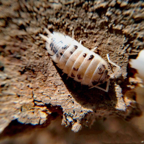 Dairy Cow Isopods (Porcellio laevis)