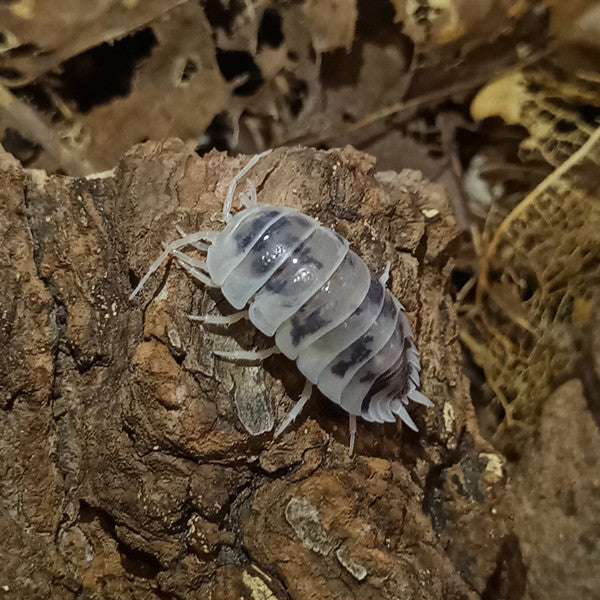 Dairy Cow Isopods (Porcellio laevis)