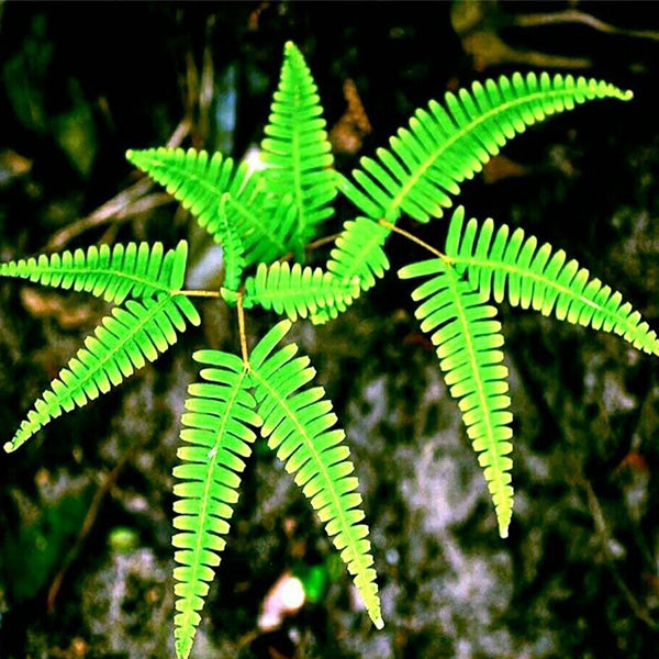 Dicranopteris dichotoma (Thunb. ) Berhn.