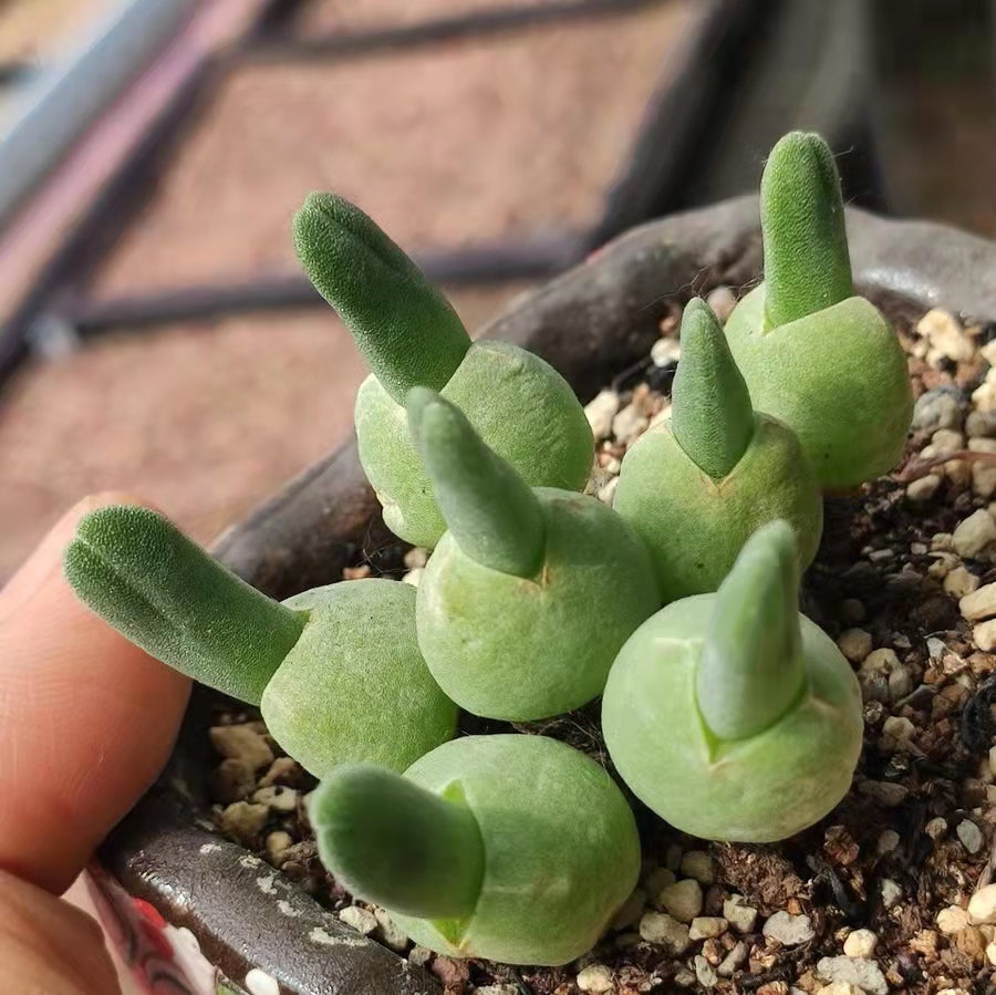 Dicrocaulon ramulosum