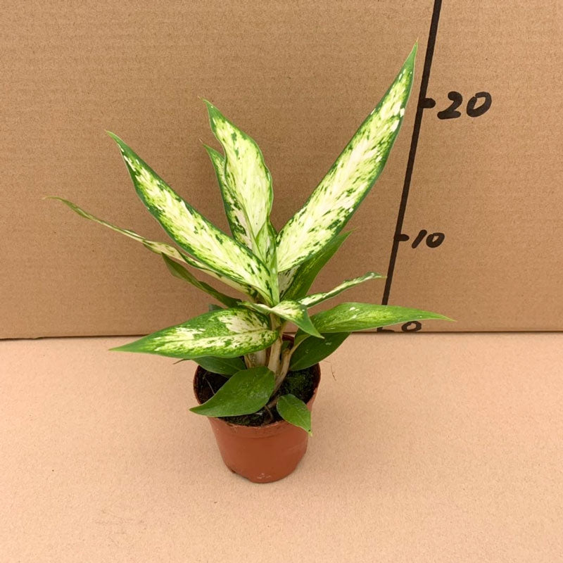 Dieffenbachia ' Star bright '