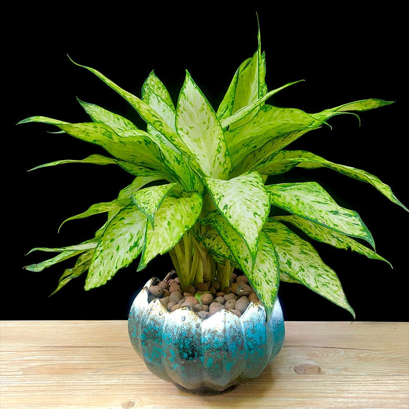 Dieffenbachia ' Star bright '