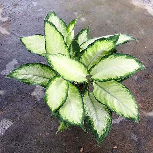 Dieffenbachia Tropic Marianne