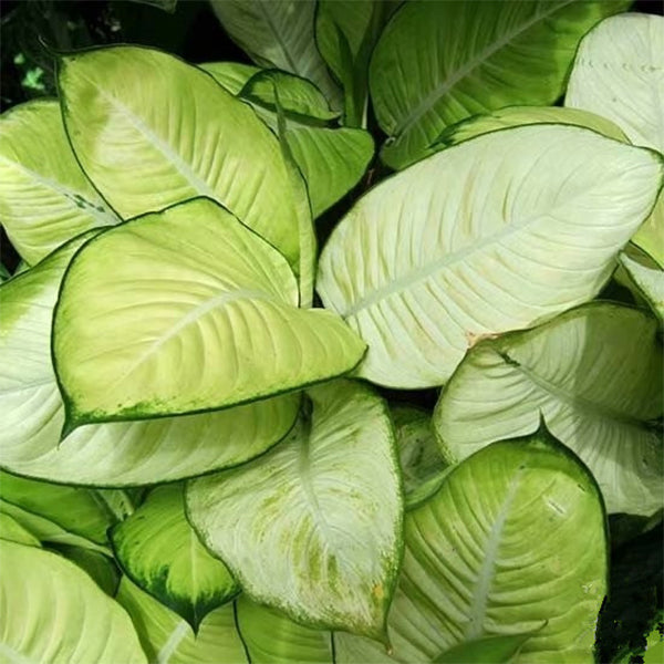 Dieffenbachia Tropic Marianne