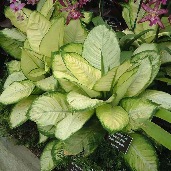 dieffenbachia camille vs marianne Dieffenbachia Tropic Marianne