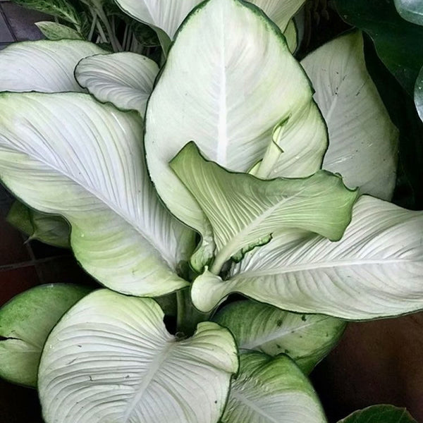 Dieffenbachia Tropic Marianne