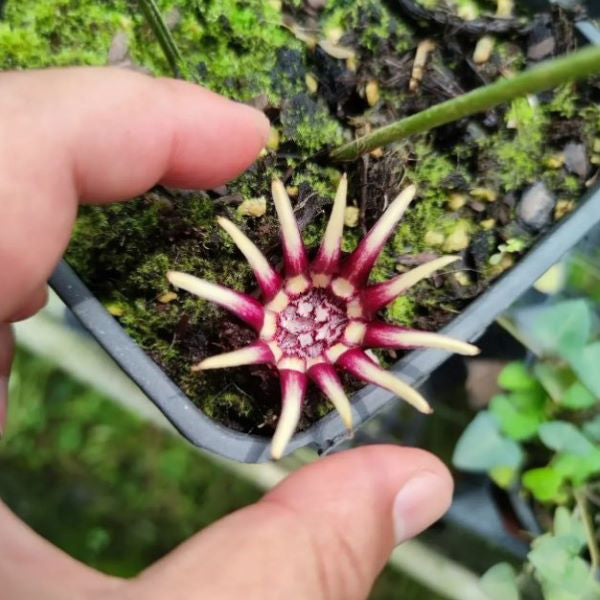 Cast Iron Plant(Aspidistra chunxiuensis)
