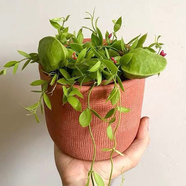 dischidia hanging plants Kangaroo Pocket (Dischidia vidalii ) for Sale