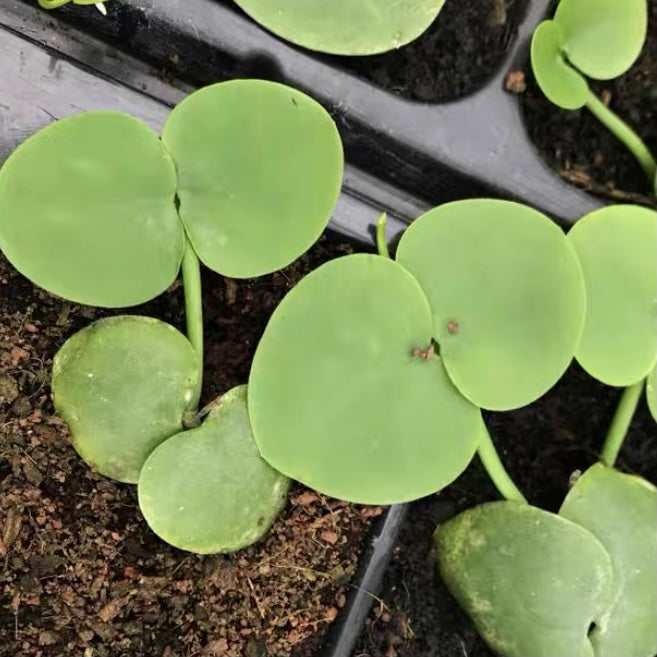 Kangaroo Pocket (Dischidia vidalii )