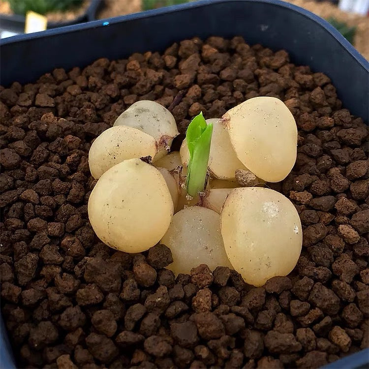 Drimia haworthioides