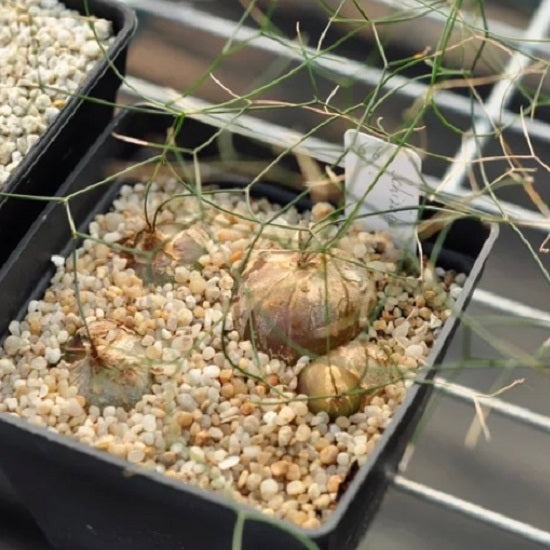 Climbing onion  (Drimia intricata)