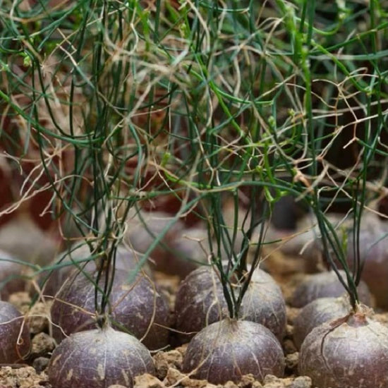 Climbing onion  (Drimia intricata)