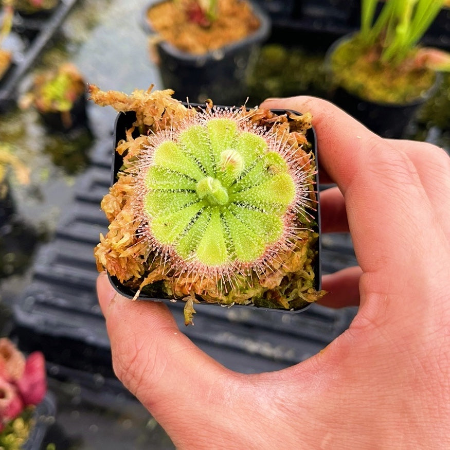 Drosera Burmannii