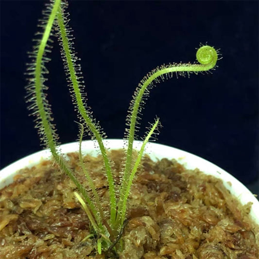 Drosera Filiformis var.Tracyi