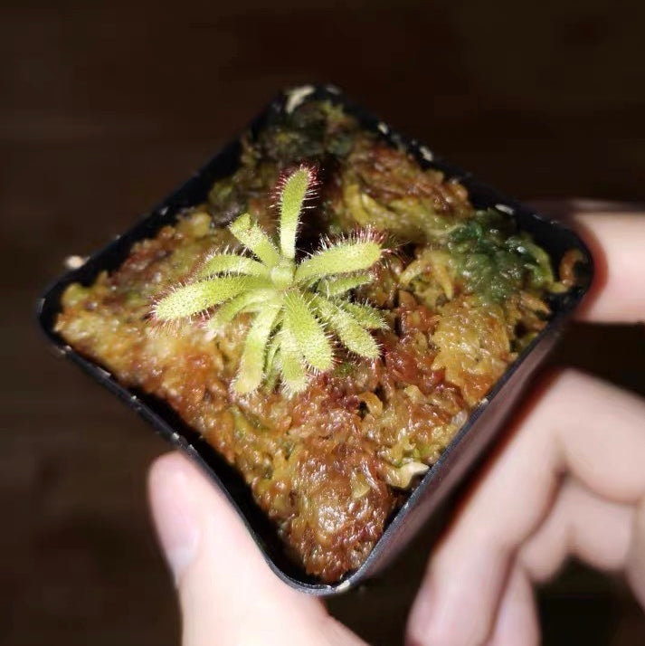 Drosera Graomogolensis