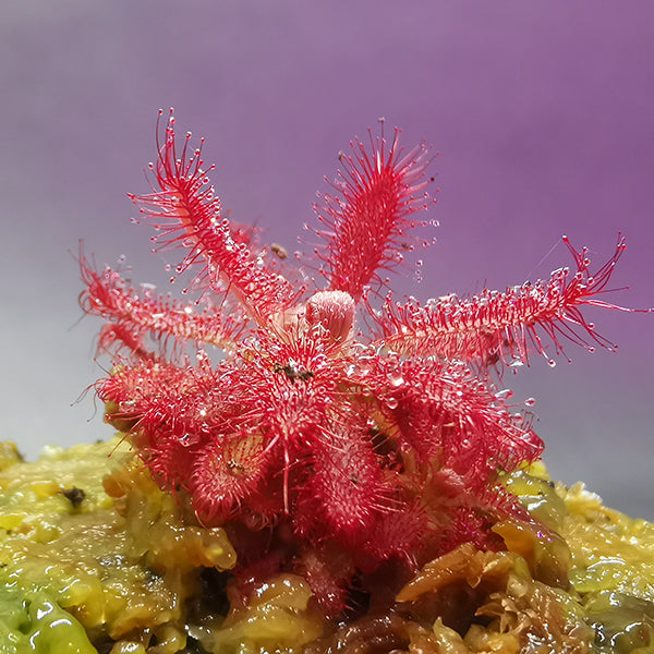 Drosera Graomogolensis