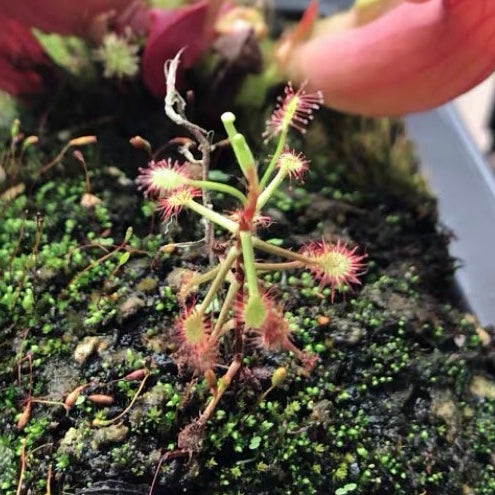 Drosera Madagascariensis